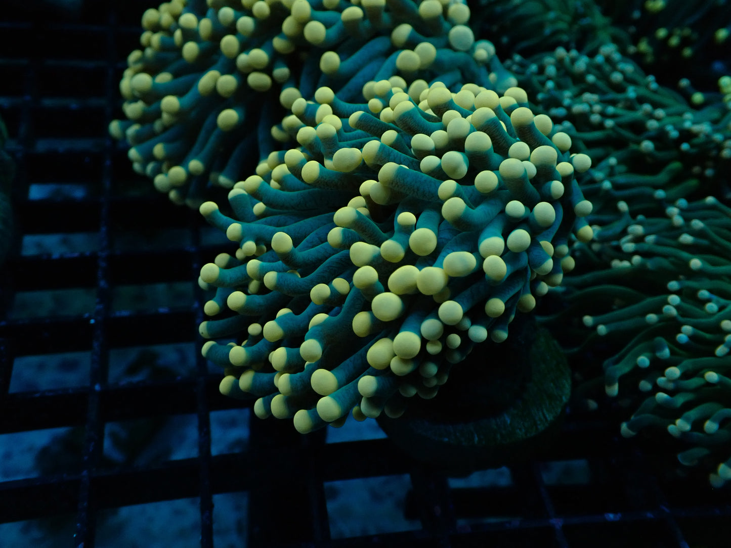 Green & Yellow Tip Torch (Euphyllia glabrescens) (A51)