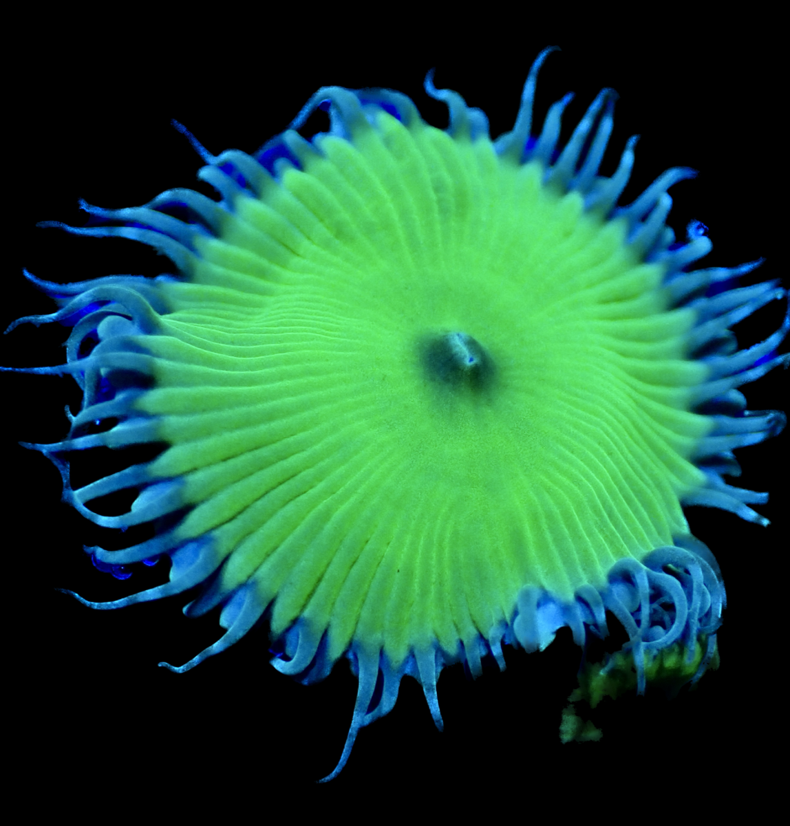 Nuclear Green Paly