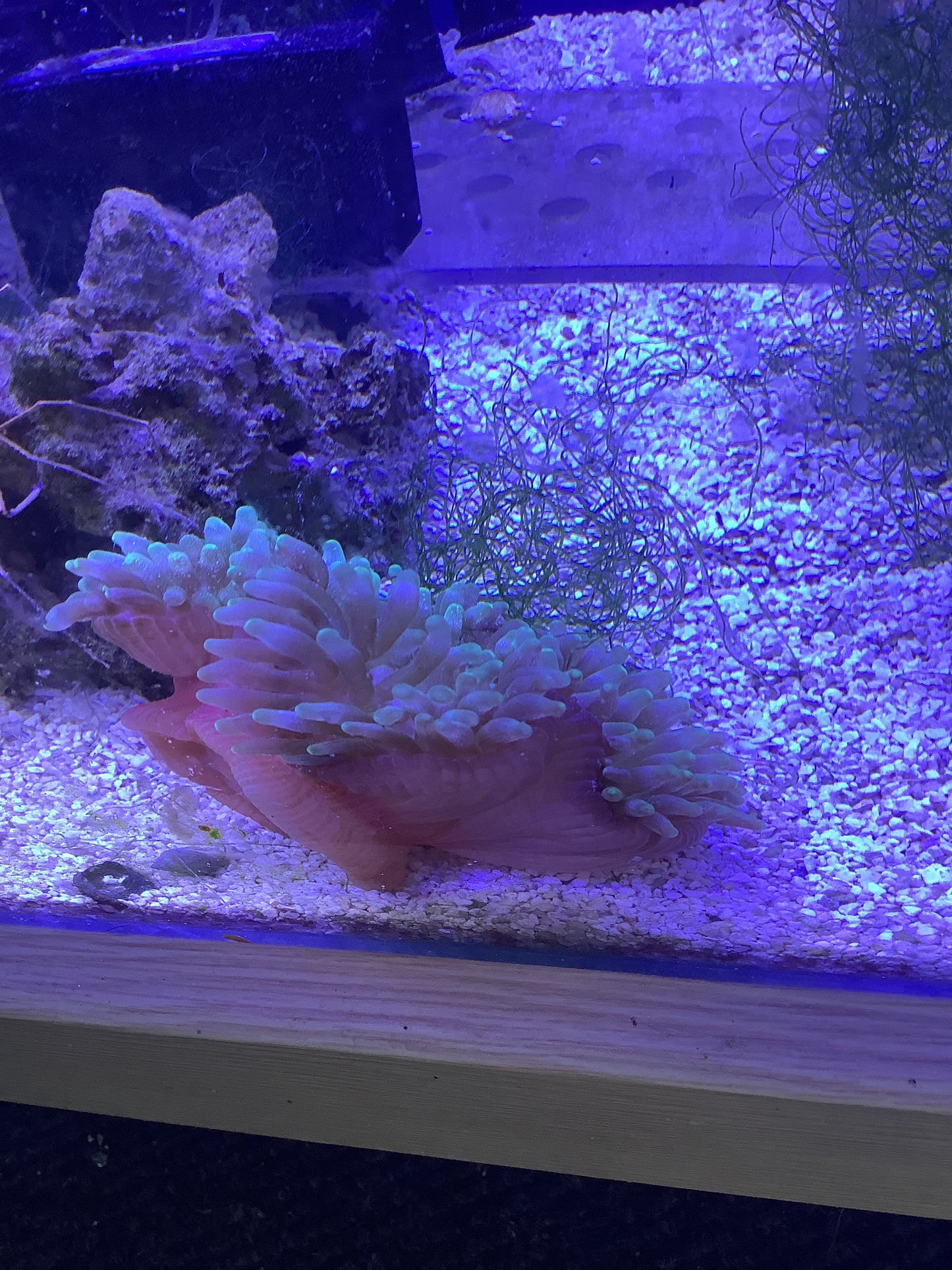 Green bubble tip anemone