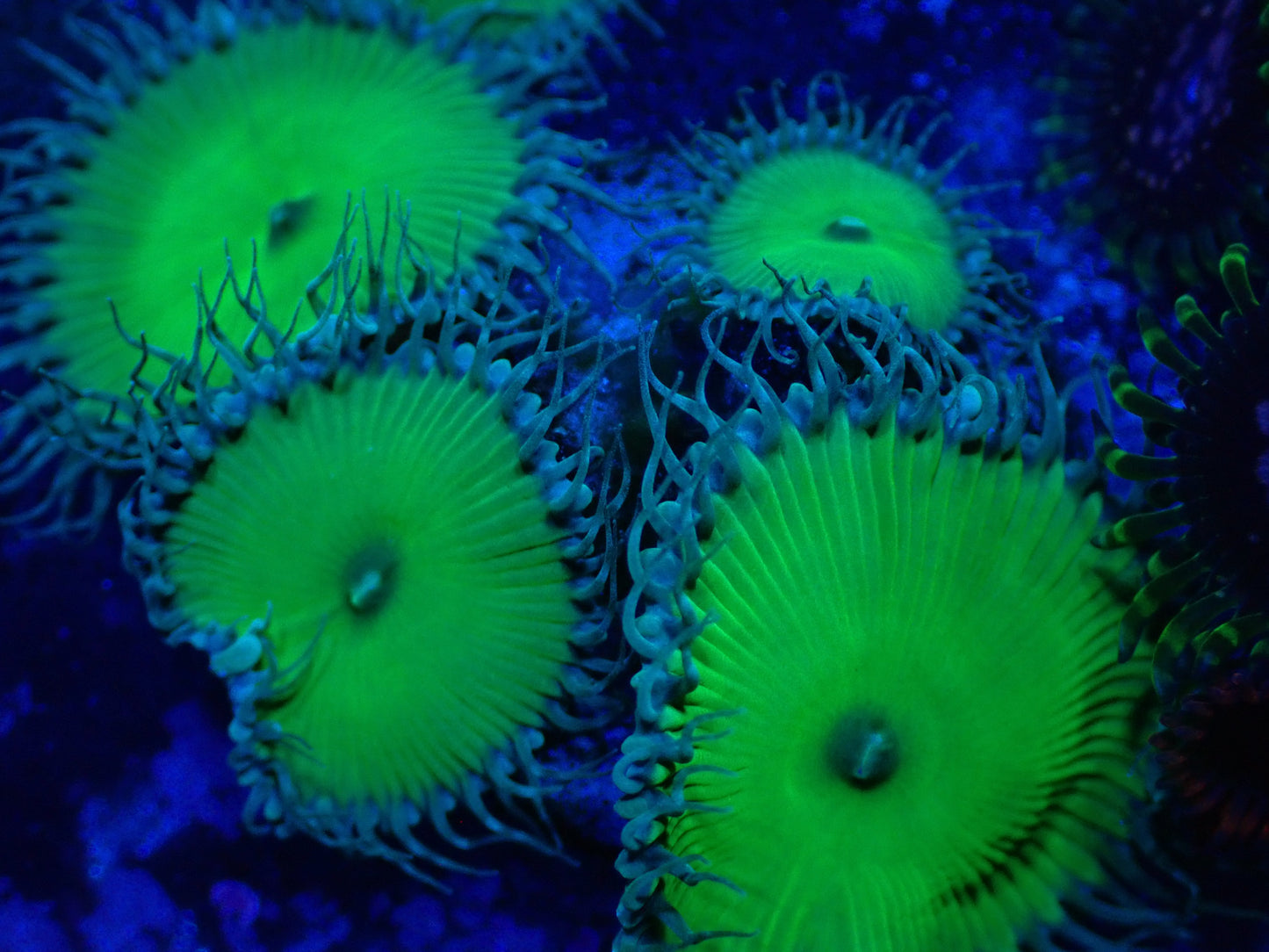 Nuclear Green Paly