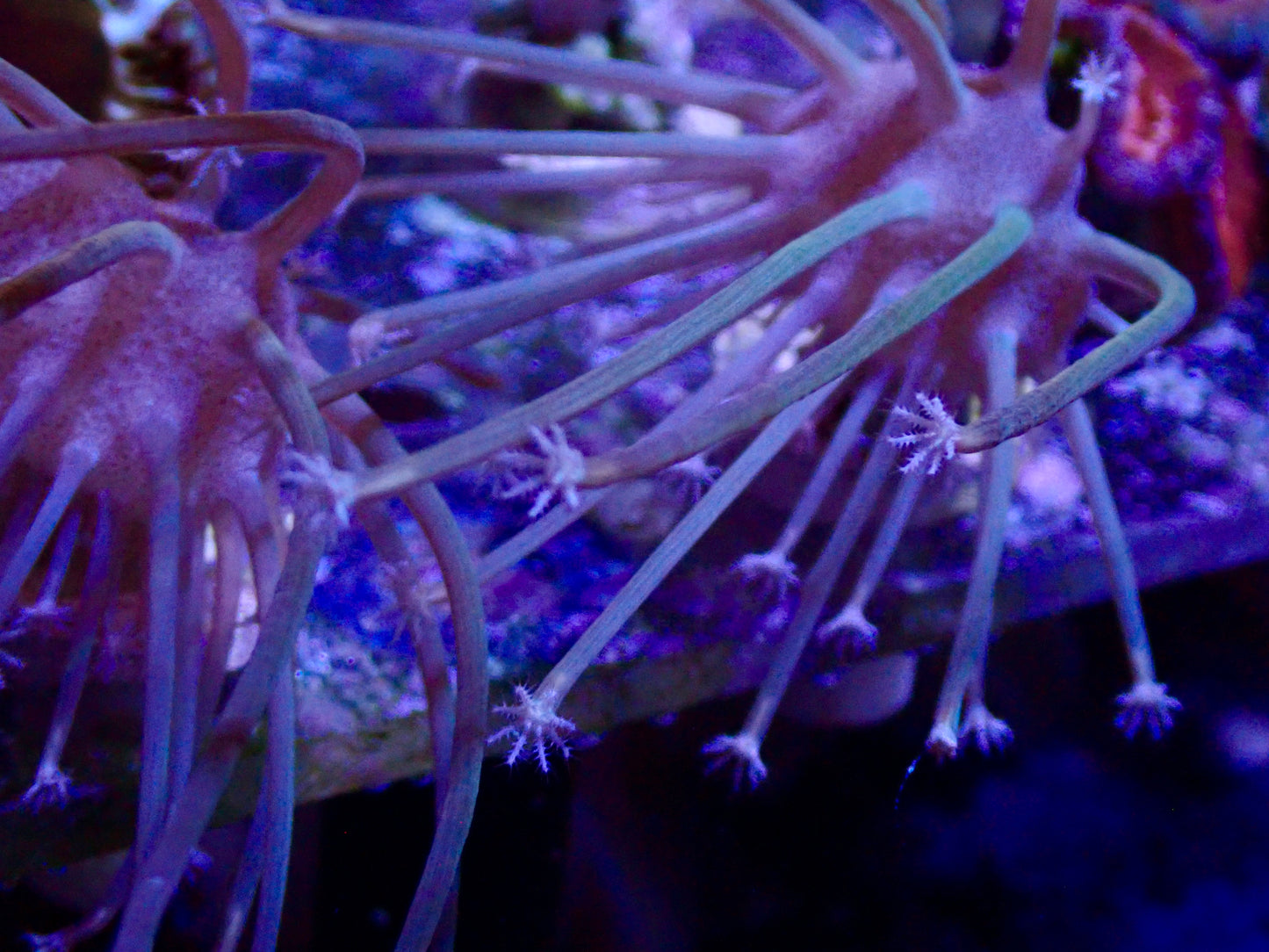 Extra Long Polyp Toadstool