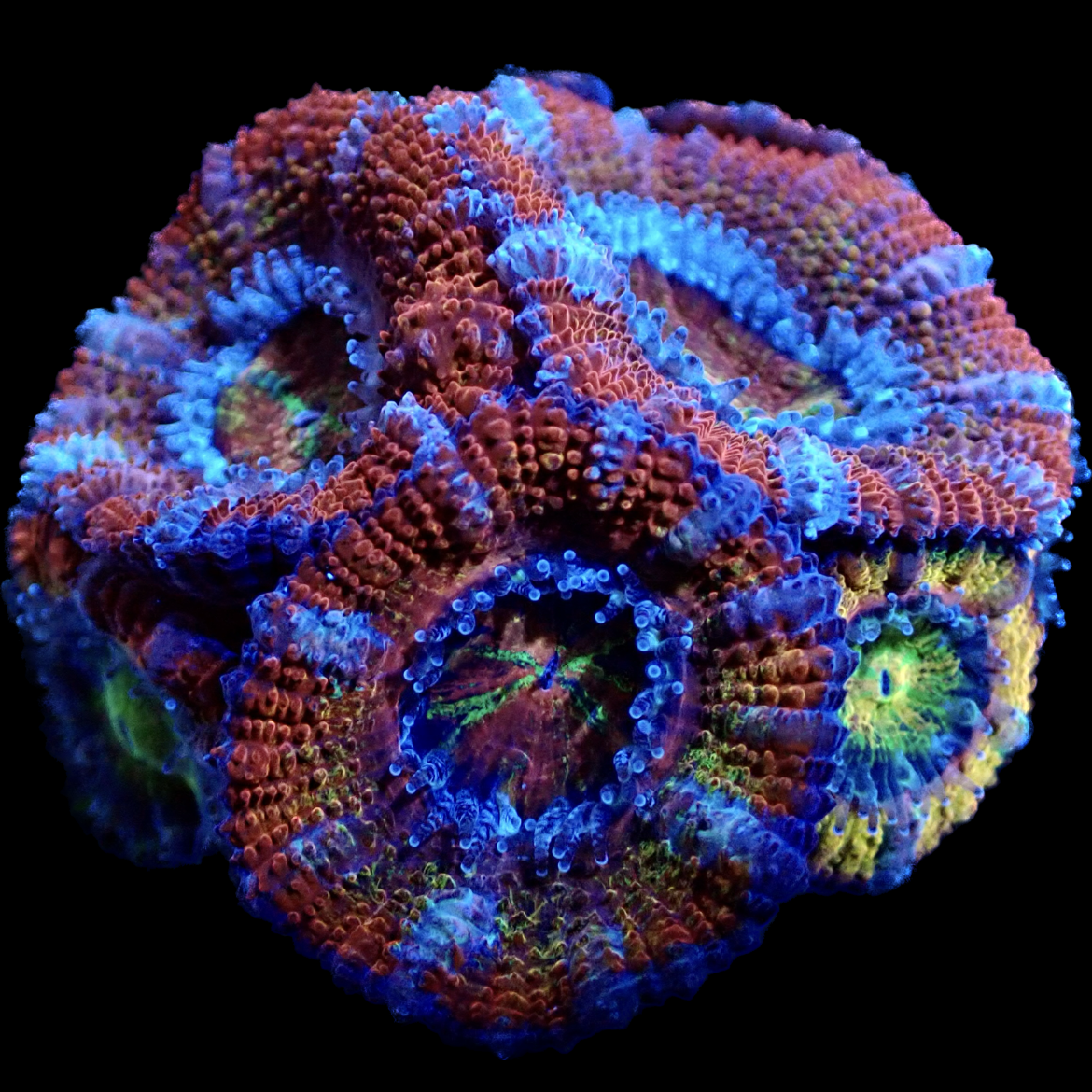 Ultra Acan Lord 6