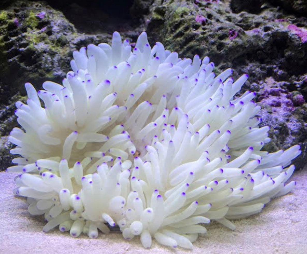 ANEMONE, SEBAE WHITE (Radianthus malu)