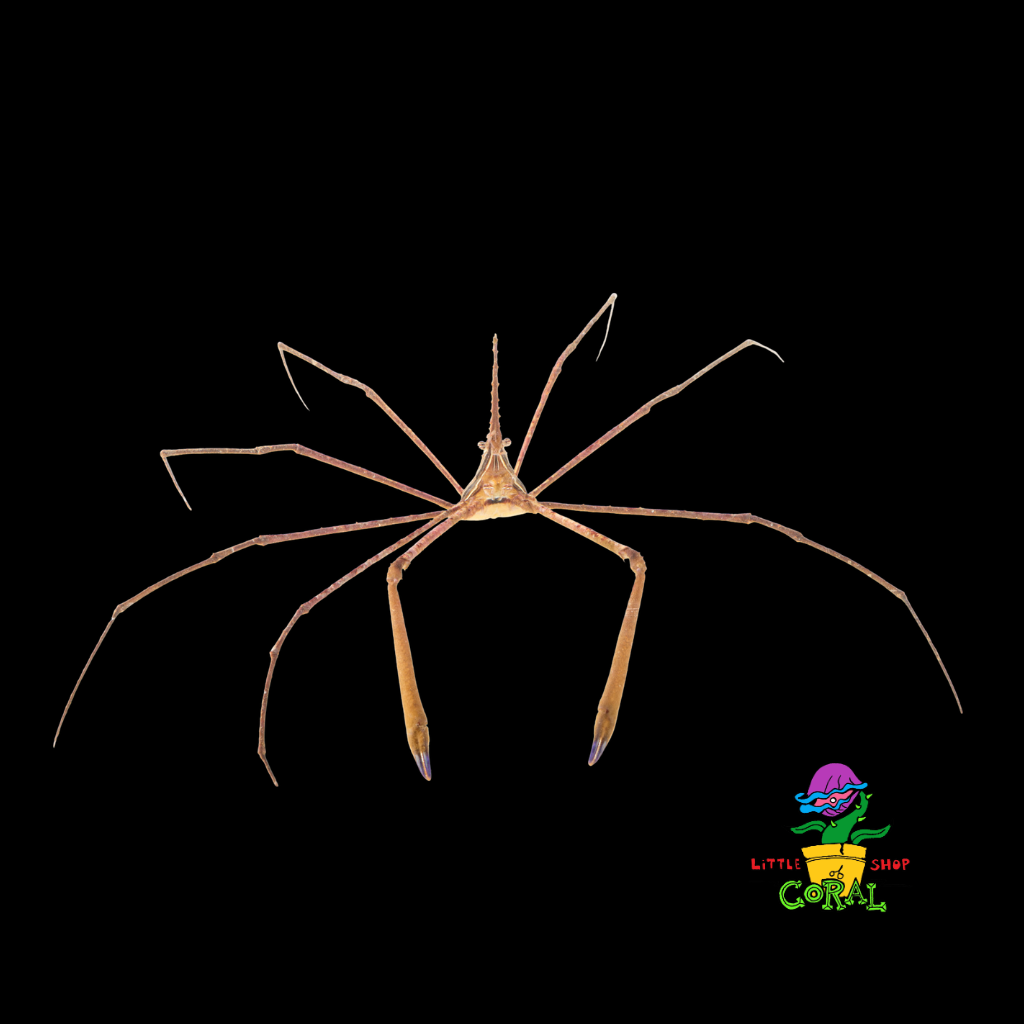 Arrow Crab (Stenorhynchus seticornis)