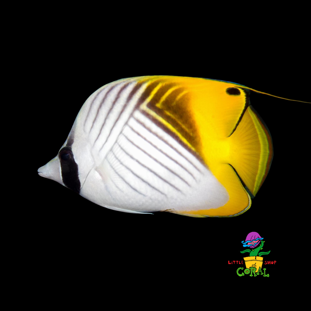 Auriga Butterfly (Chaetodon auriga)