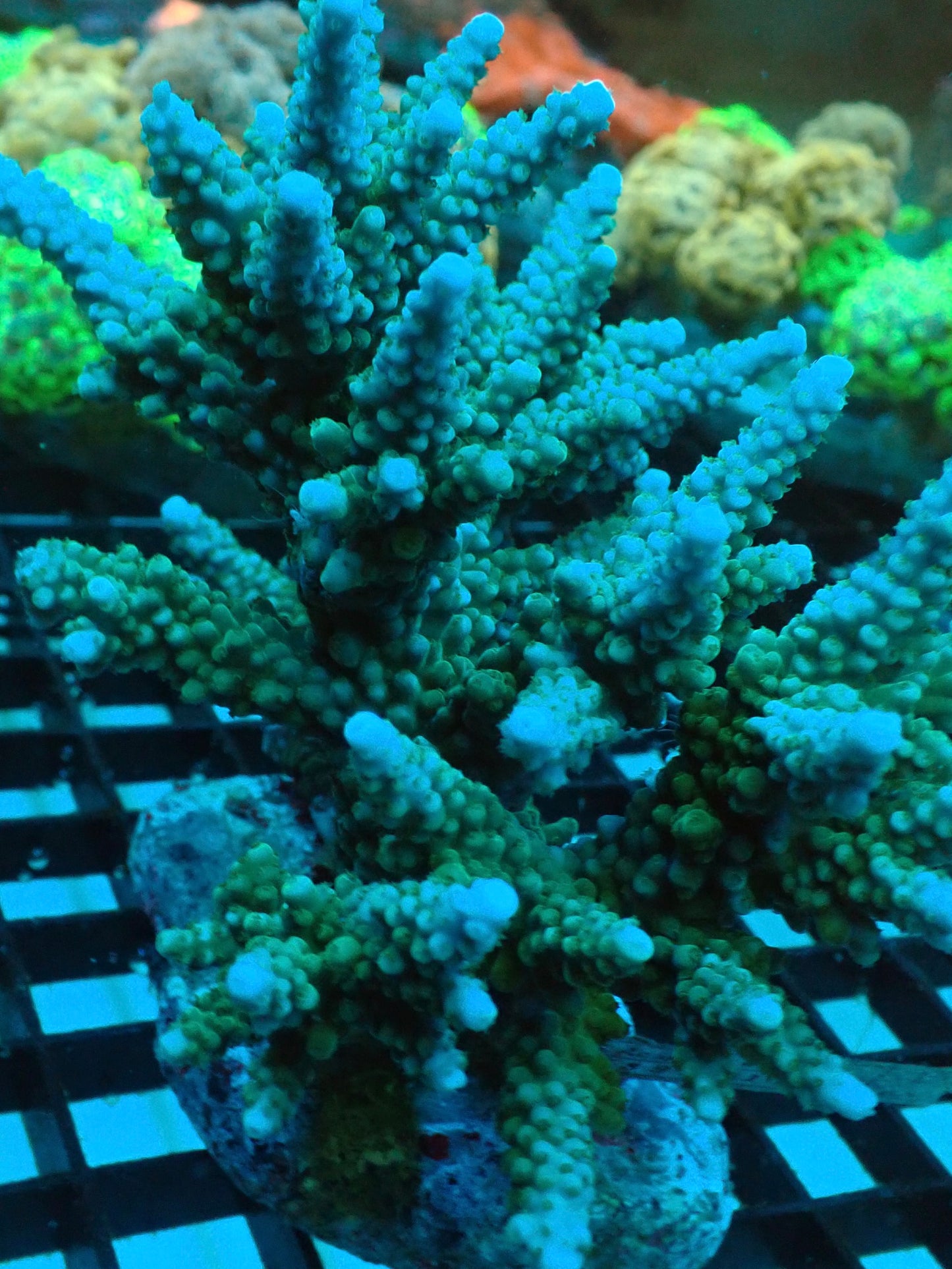 Blue & Green Acropora Parilis
