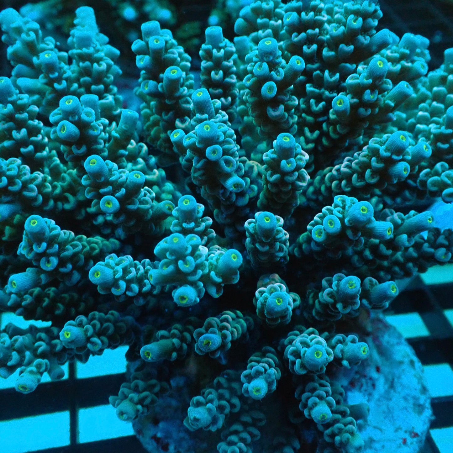 Rainbow Acropora Tenuis