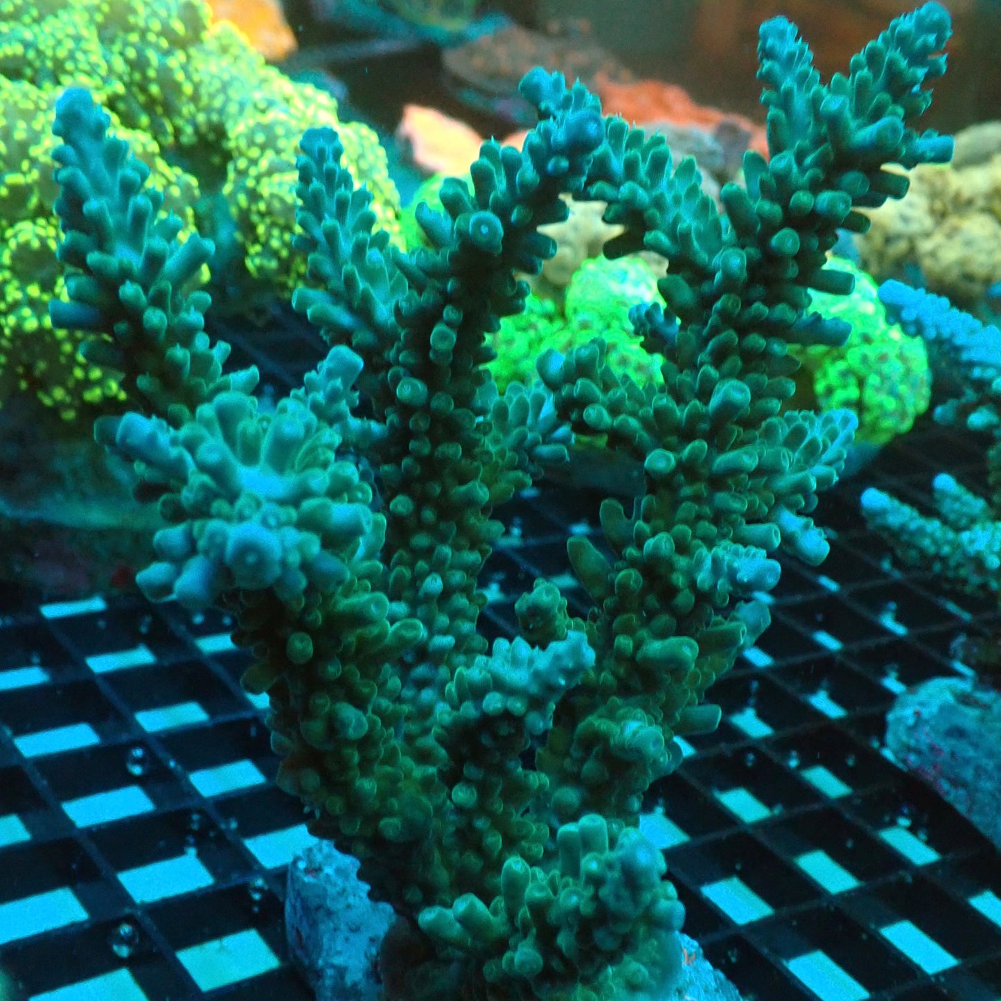 Green Acropora Yongei