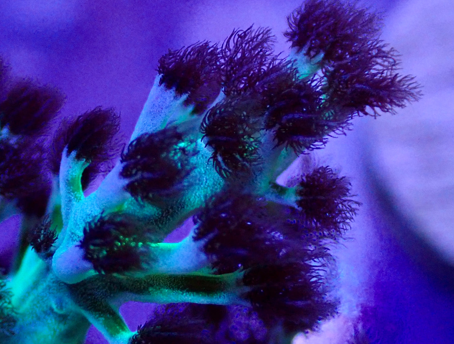 Dr. Fuzzy
