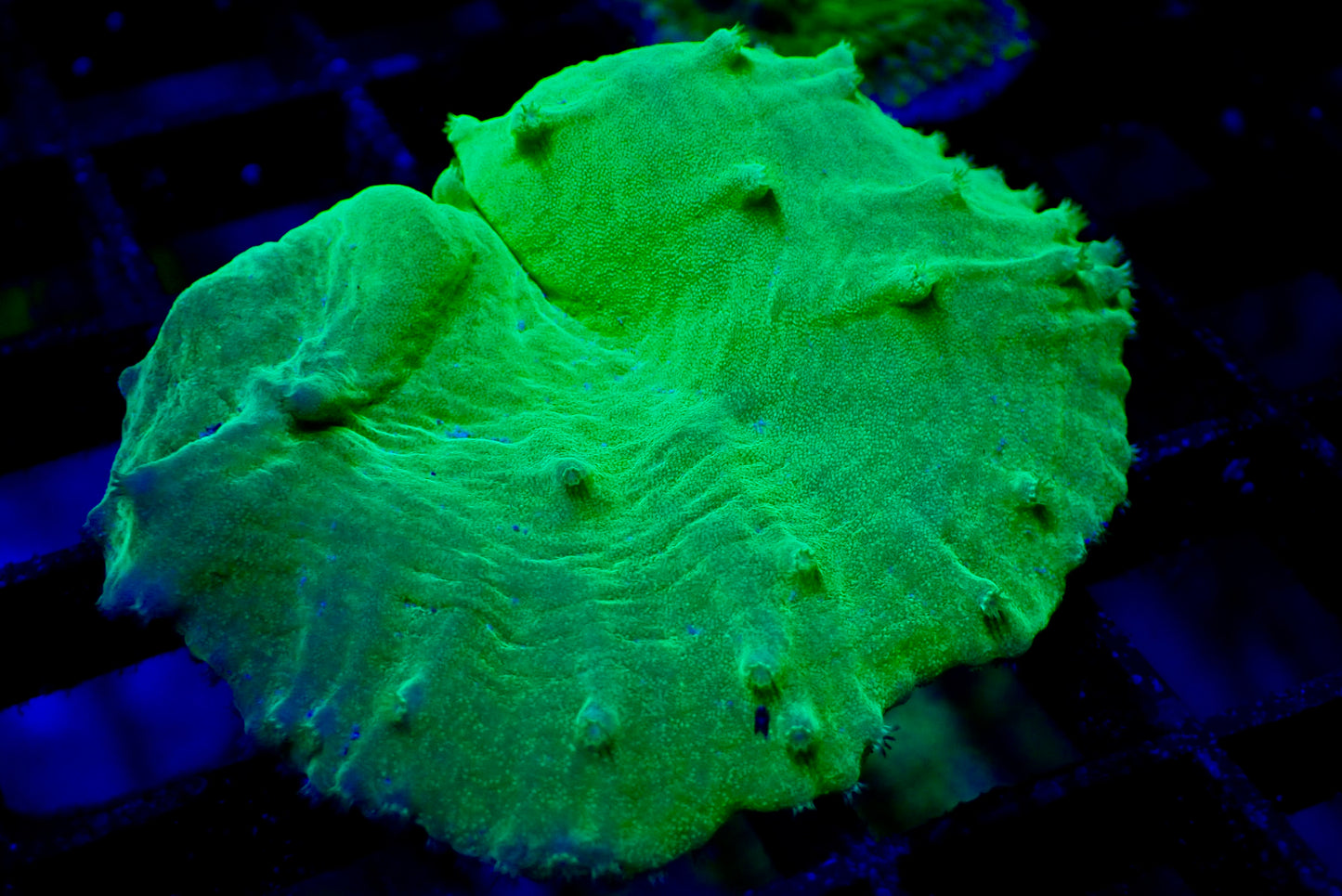Neon Cabbage Coral