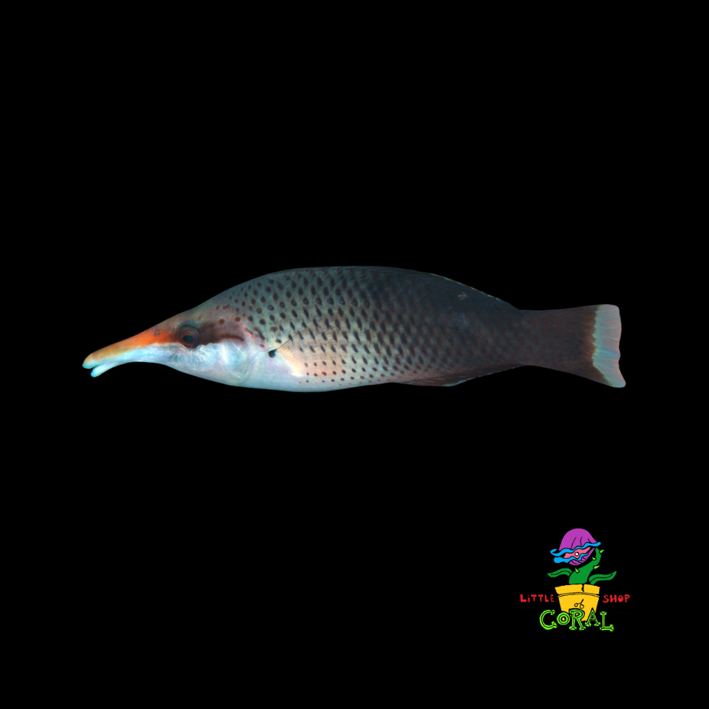 Bird Wrasse (Gomphosus varius)