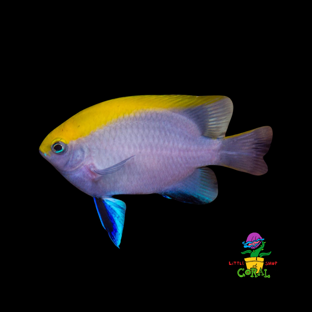 Blue Fin Damsel (Paraglyphidodon melas)