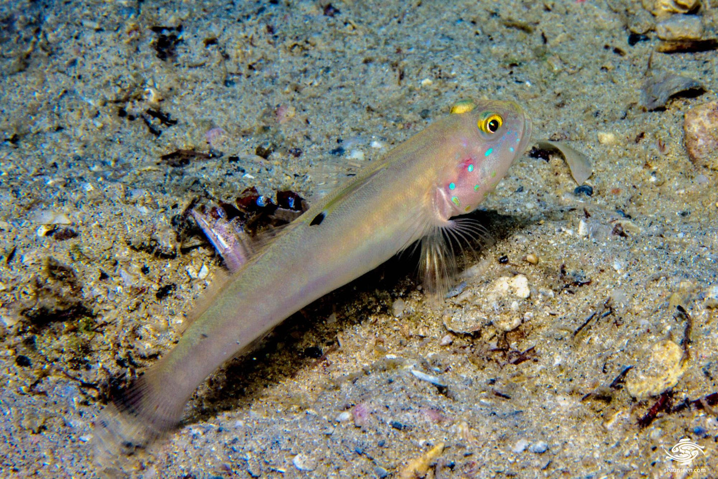 Blue Dot Sleeper Goby (Valenciennea sexguttata)