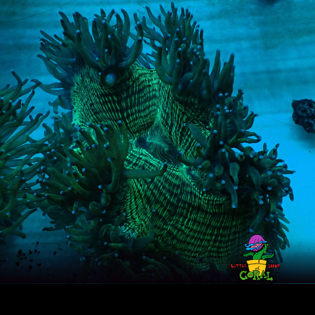 Blue Tip Aussie Elegance Coral (Catalaphyllia jardinei) (A28)