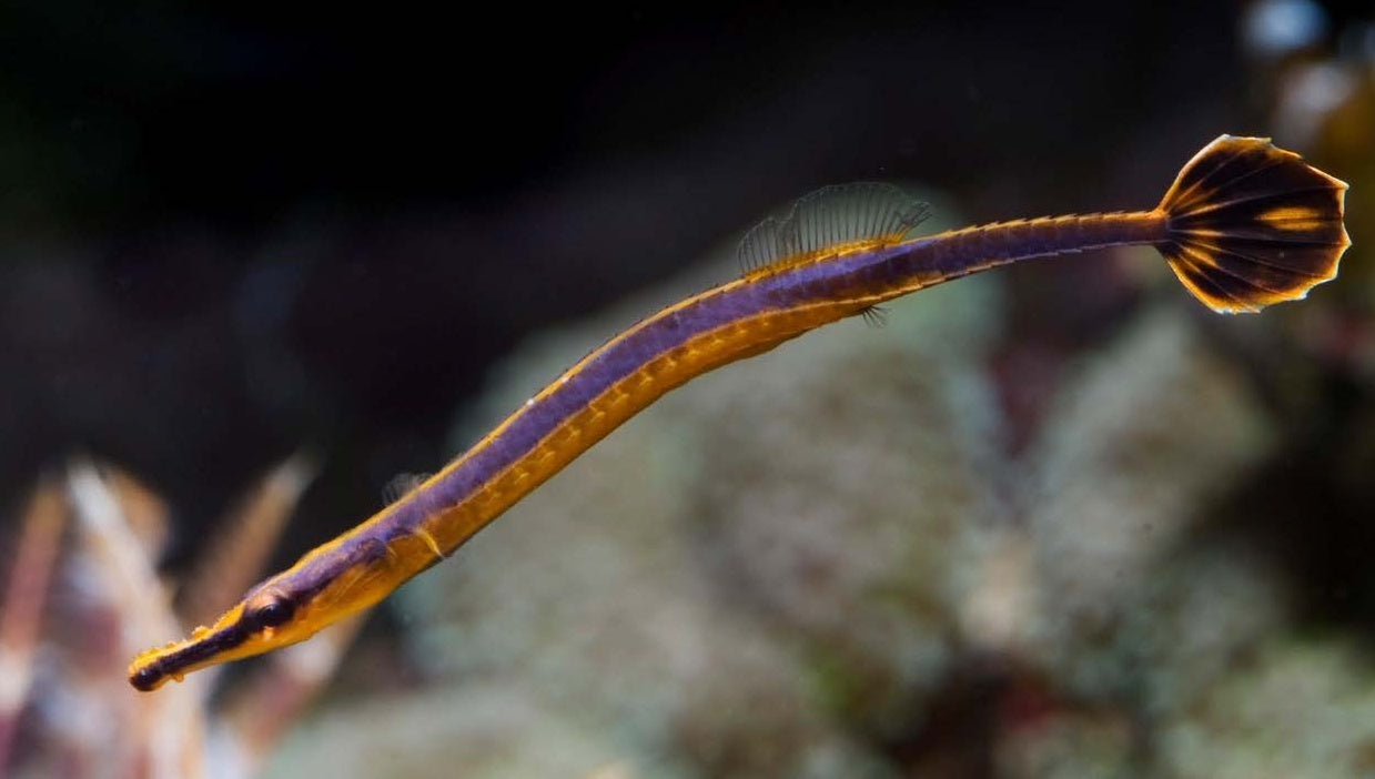 Bluestripe Pipefish (Doryrhamphus melanopleura)
