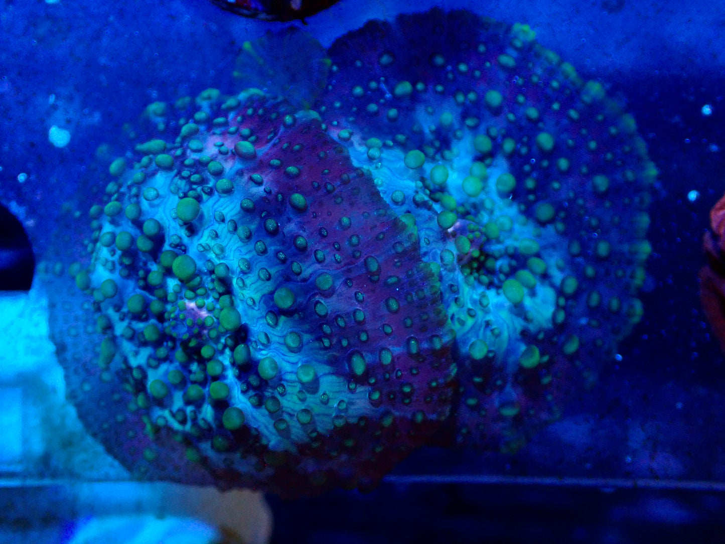 Lava Lamp Discosoma Mushroom