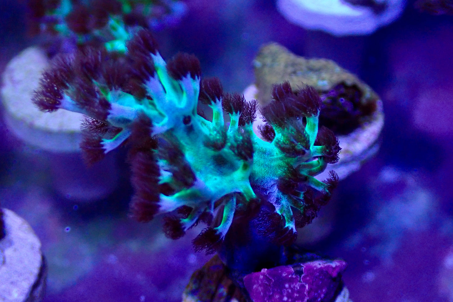Dr. Fuzzy