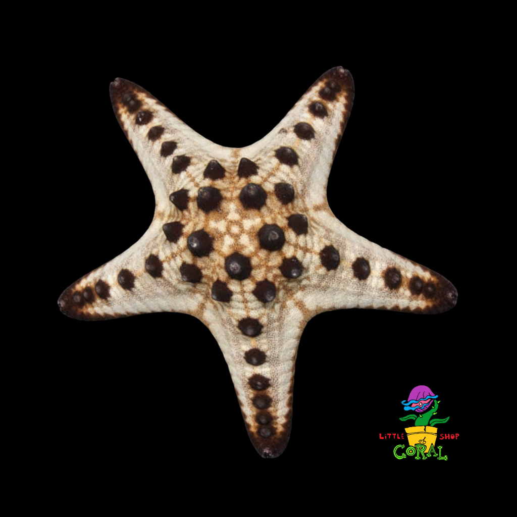Chocolate Chip Starfish (Protoreaster nodosus)