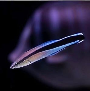 Small fish with a colorful body on a dark background