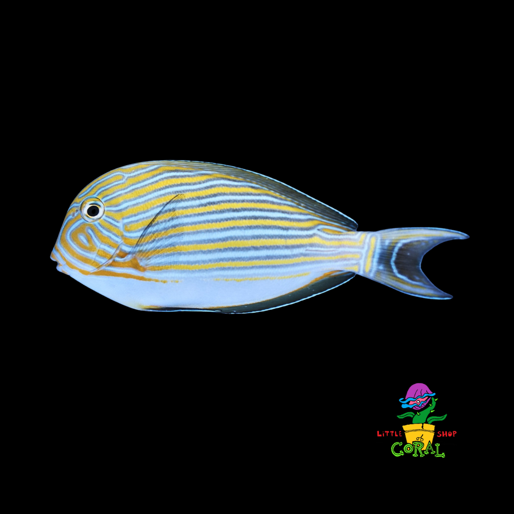 Clown Tang (Acanthurus lineatus)