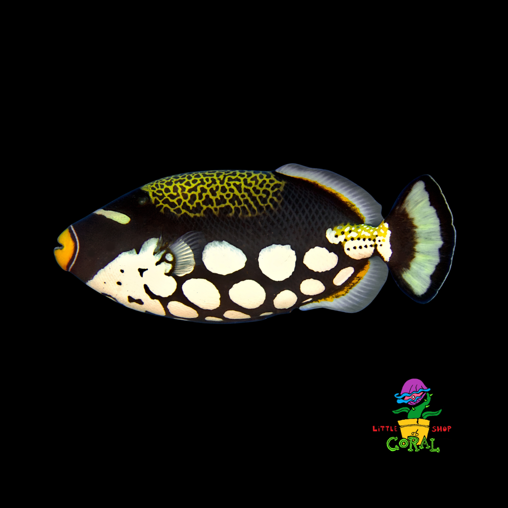 Clown Triggerfish (Balistoides conspicillum)
