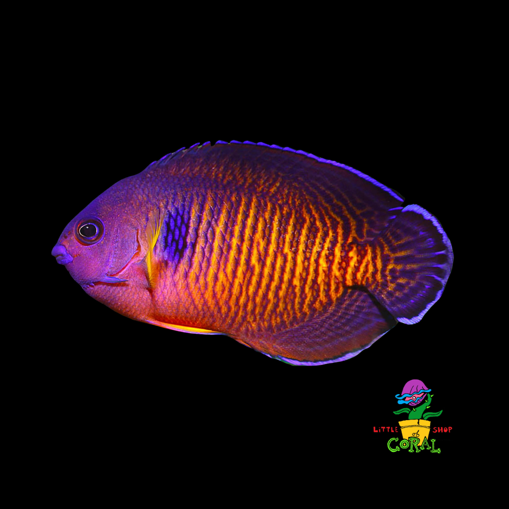 Coral Beauty Angelfish (Centropyge bispinosus)