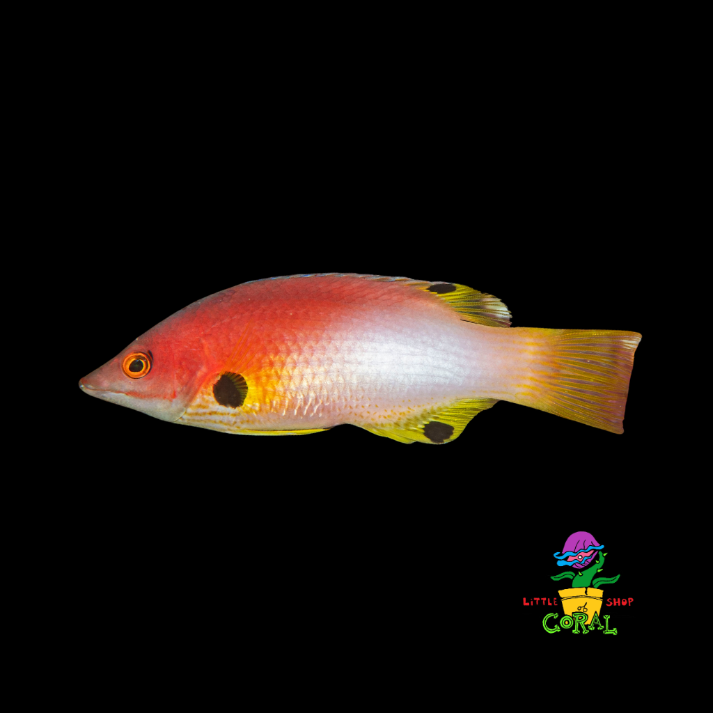 Coral Hogfish (Bodianus axillaris)