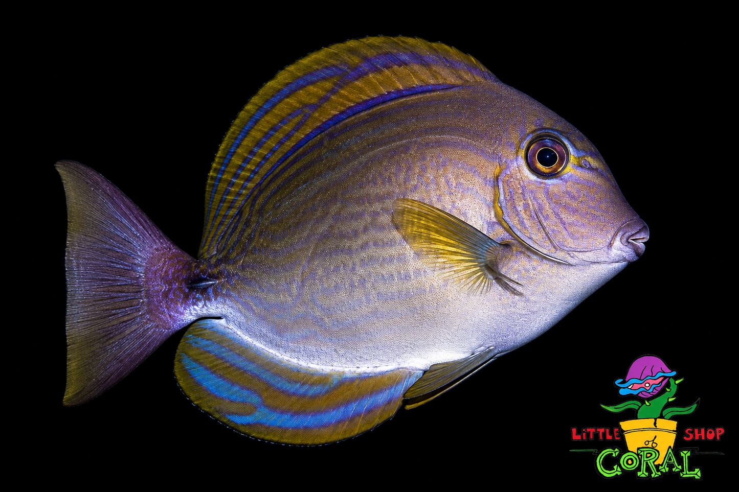 Yellowfin Tang (Acanthurus xanthopterus)