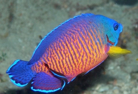 Colorful fish with blue, orange, and yellow hues on a sandy background