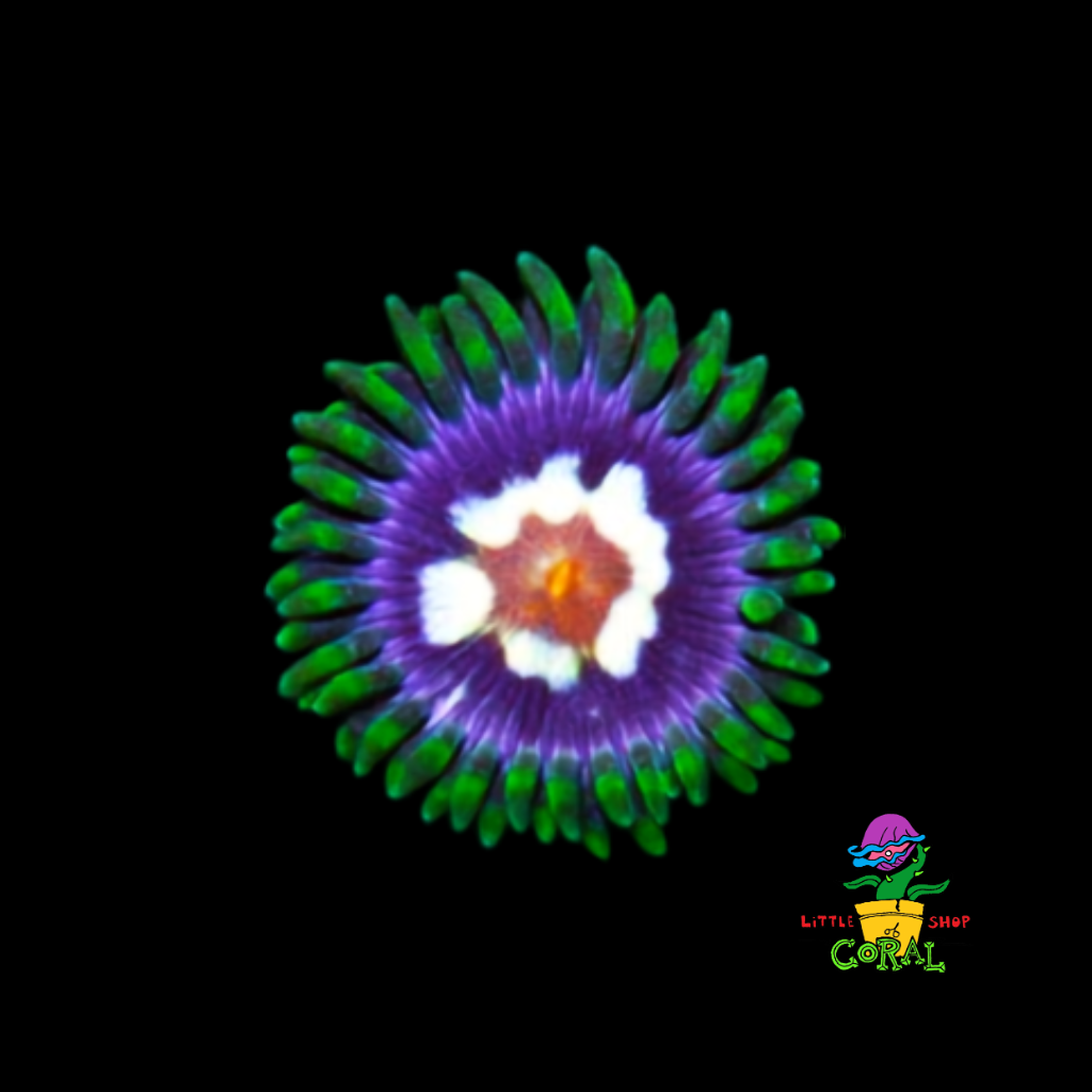 Daisy Cutter Zoanthids (Zoanthus sp.) (B24)