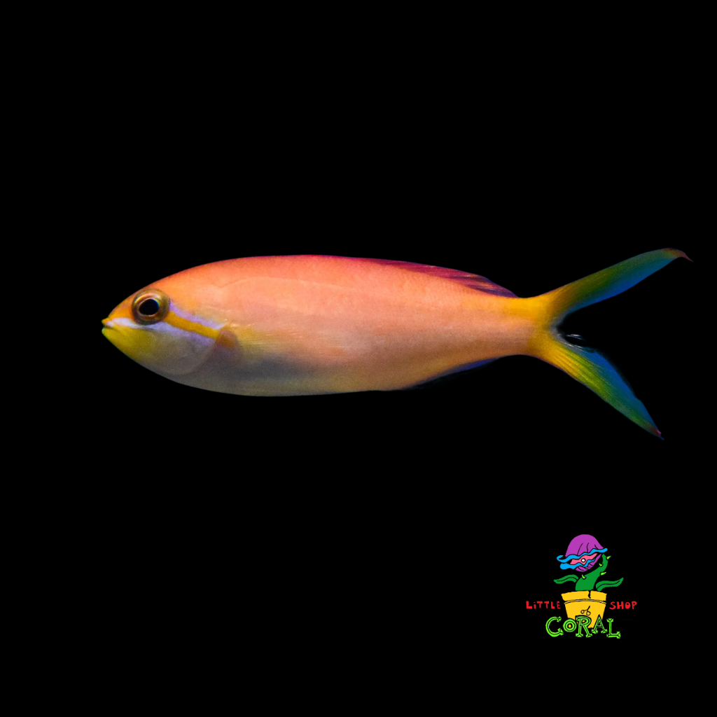 Dispar Anthias (Pseudanthias dispar)