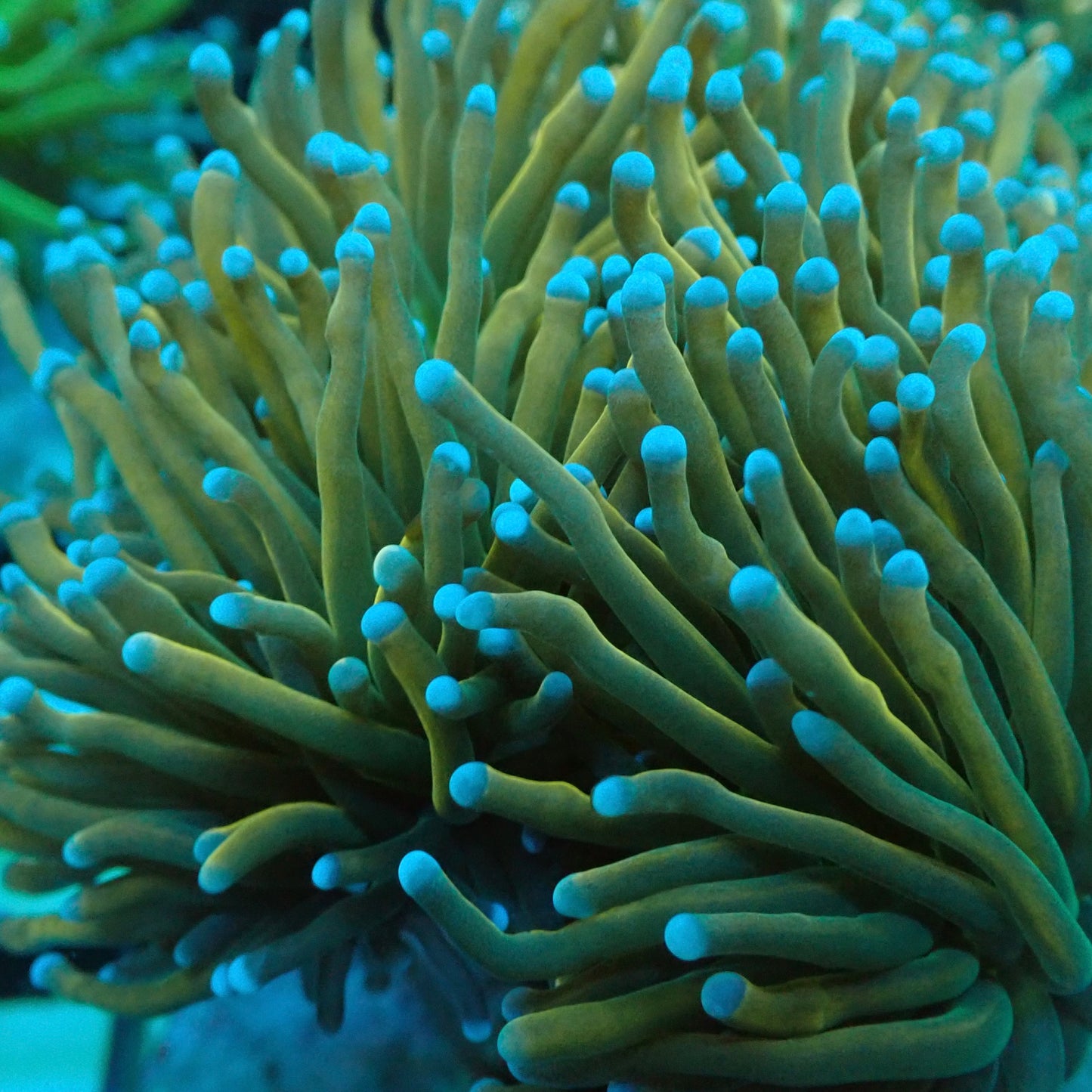 Dragon Soul Torch Coral (Euphyllia glabrescens)