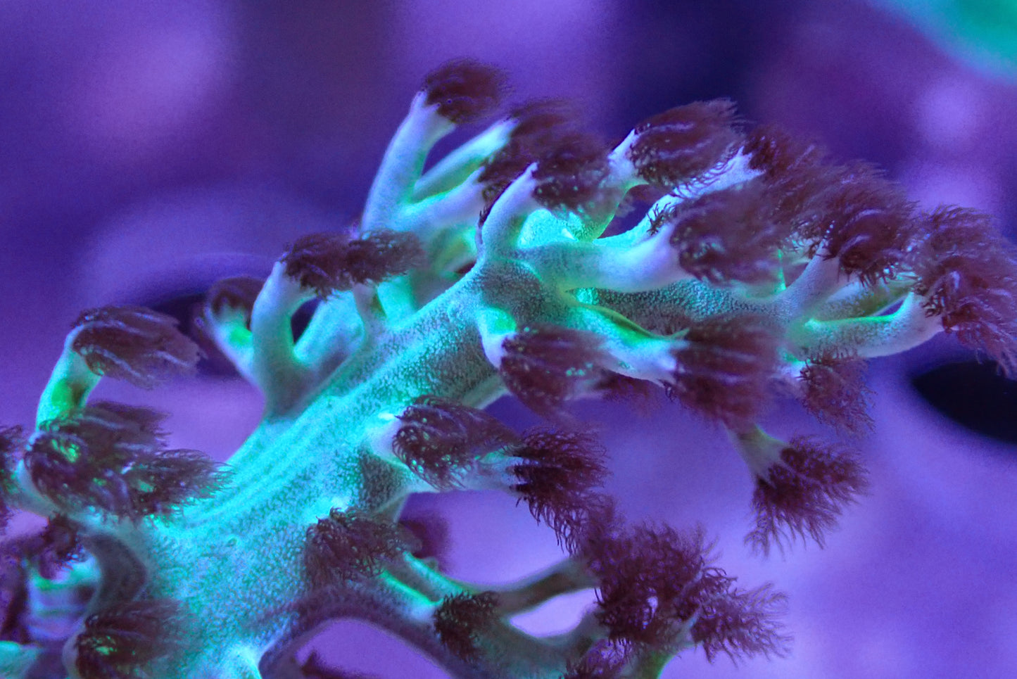 Dr. Fuzzy