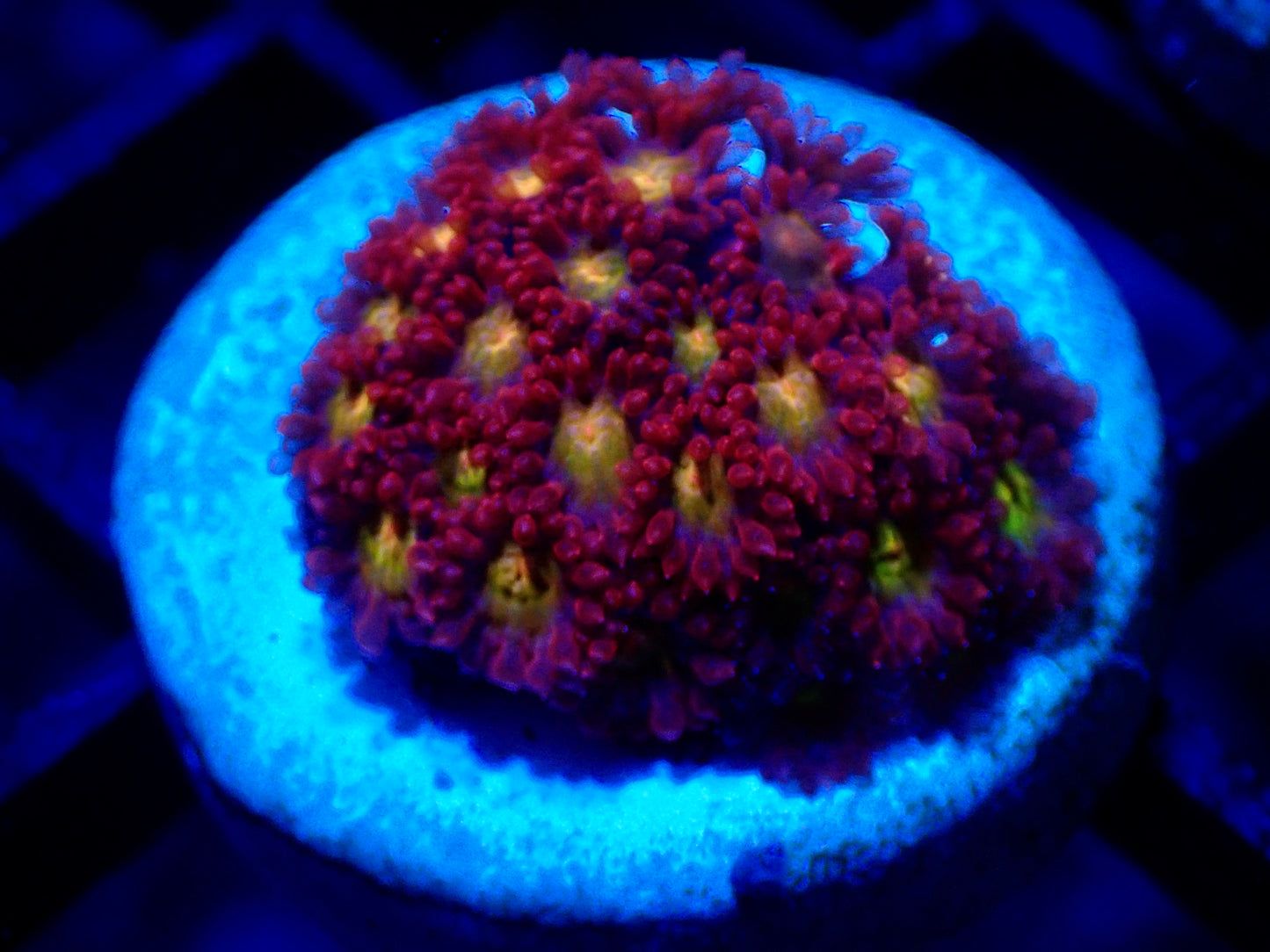 Yellow Eyed Short Tentacle Goniapora