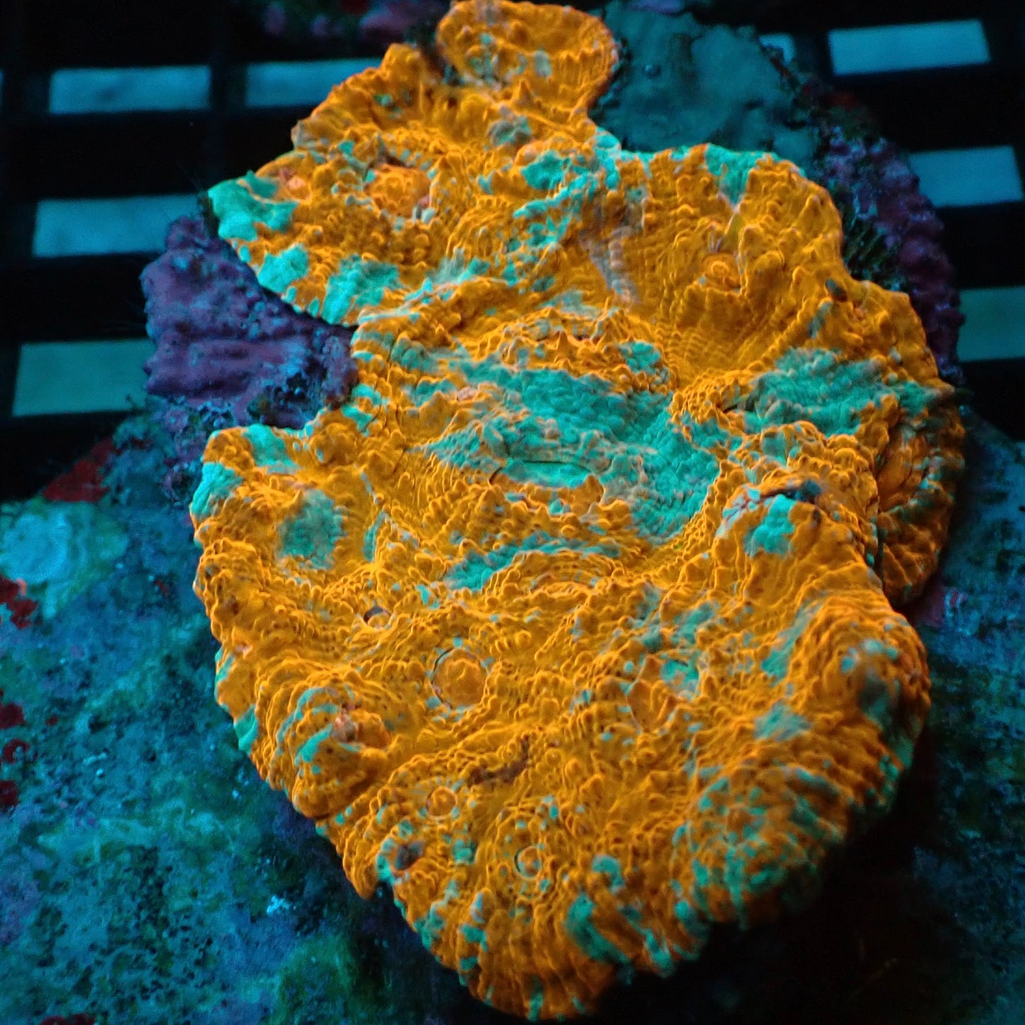 Flame Orange & Green Chalice Coral (C7)