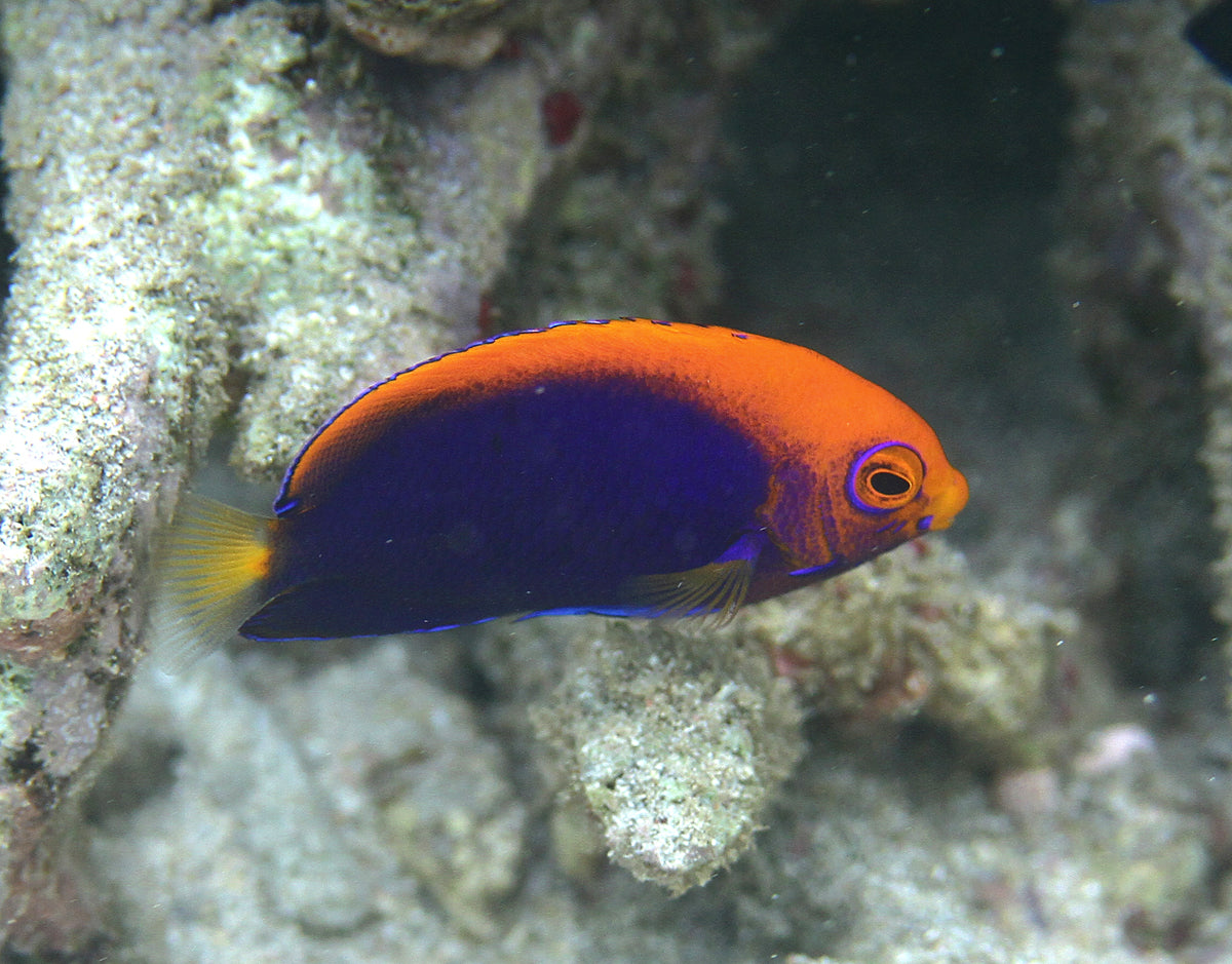 Flameback Angelfish (Centropyge acanthops)