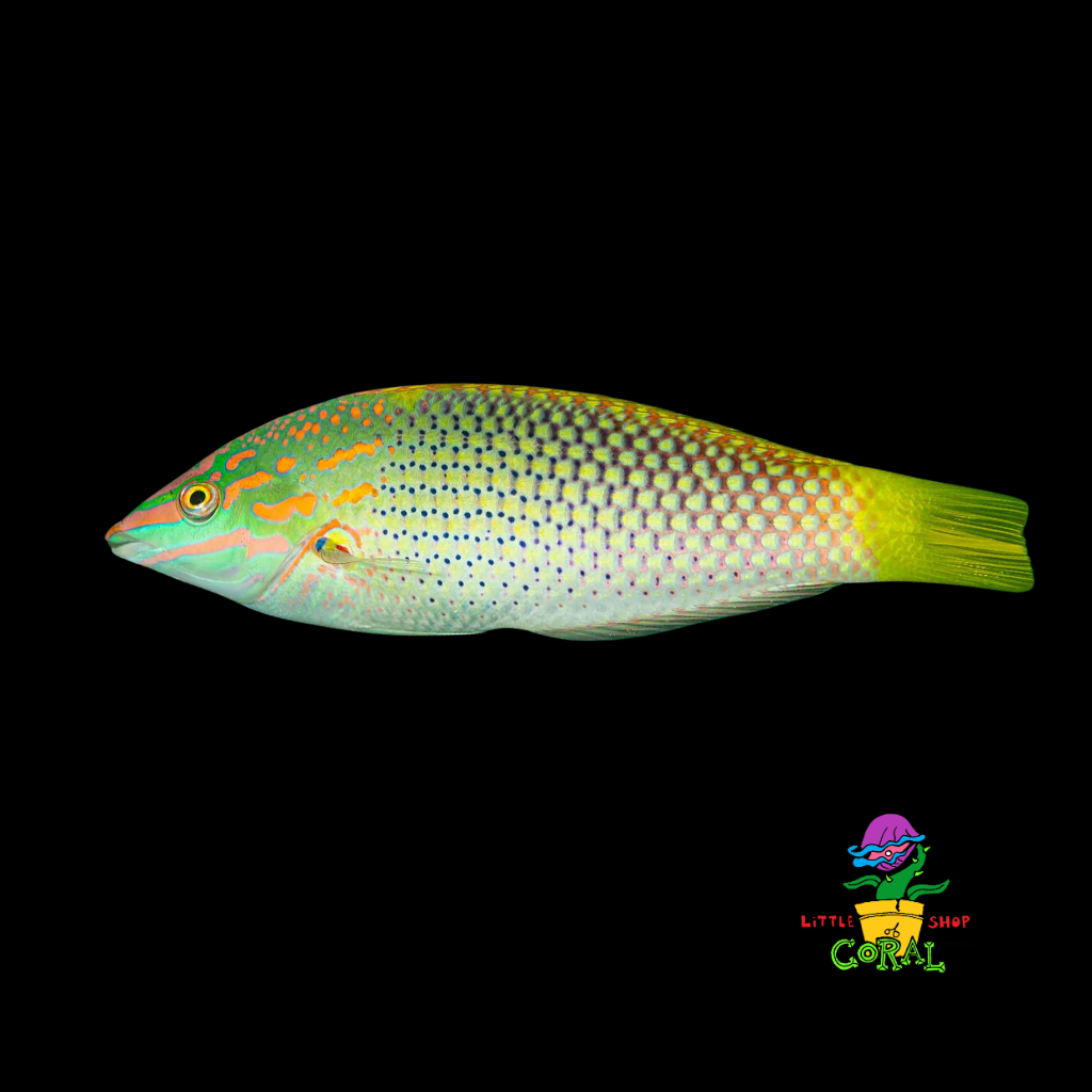 Checkerboard Wrasse (Halichoeres hortulanus)