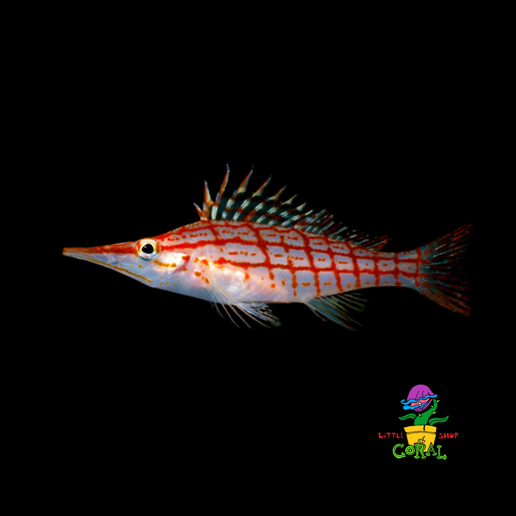 Longnose Hawkfish (Oxycirrhites typus)