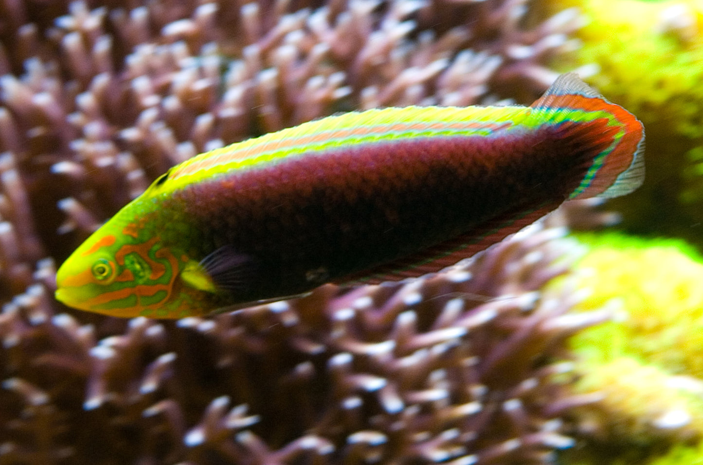 Radiant Wrasse (Halichoeres iridis)
