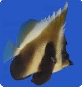 Single fish on a blue background