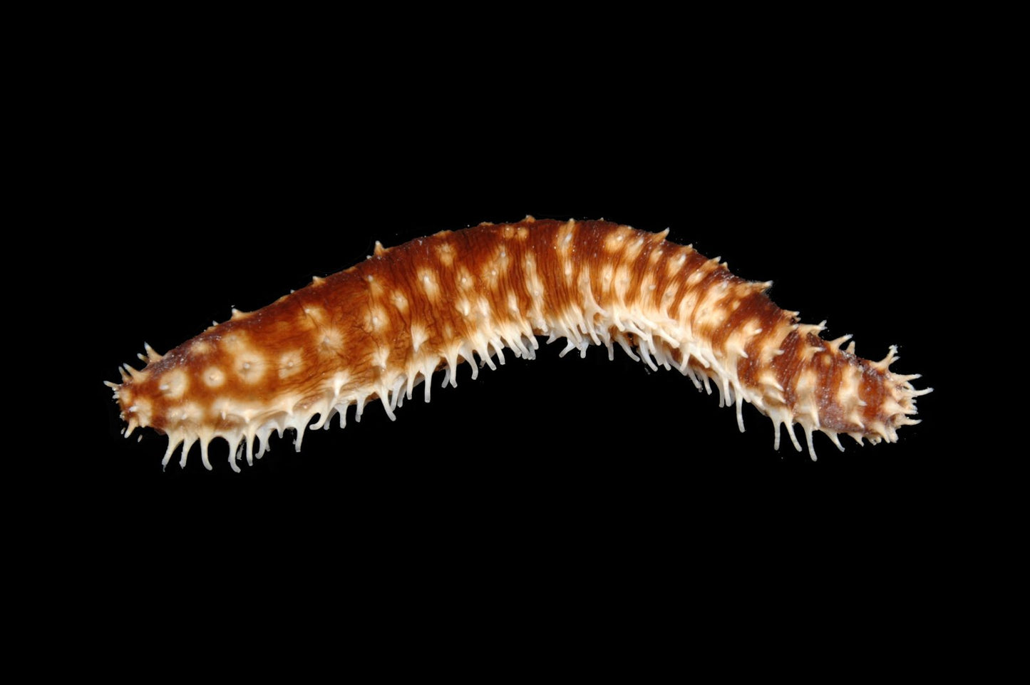 Tiger Tail Sea Cucumber (Holothuria hilla)