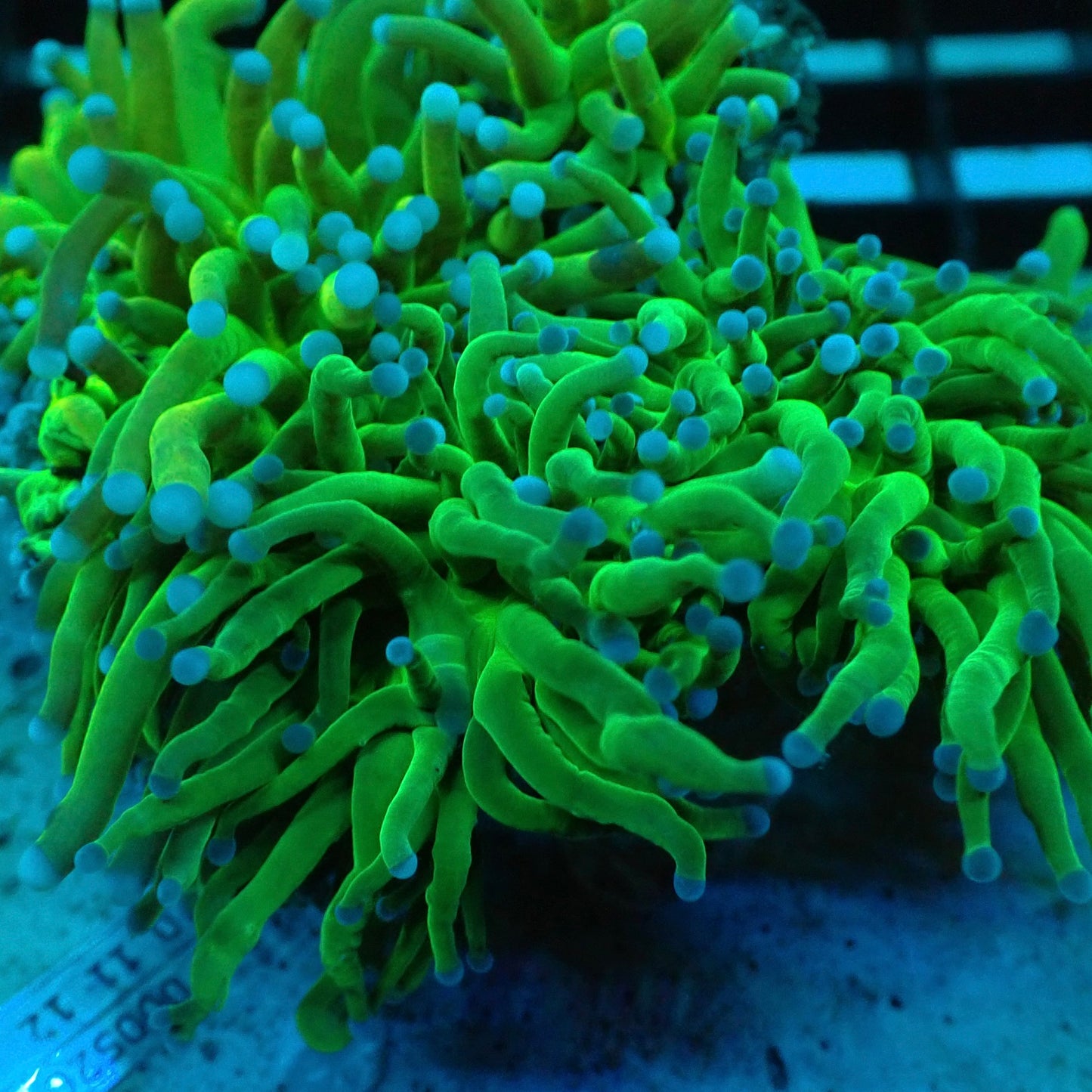 Holy Grail Torch Coral (Euphyllia glabrescens) (A7)
