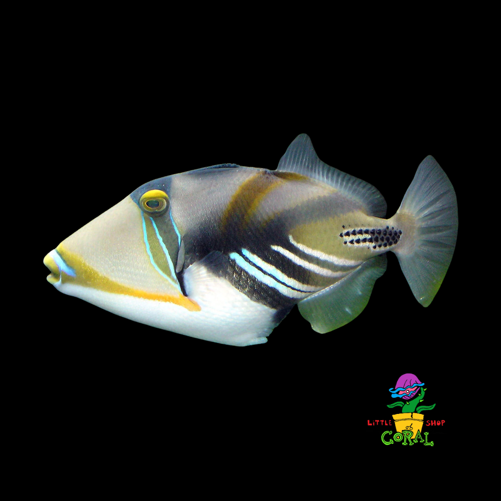 Humu Picasso Triggerfish (Rhinecanthus aculeatus)