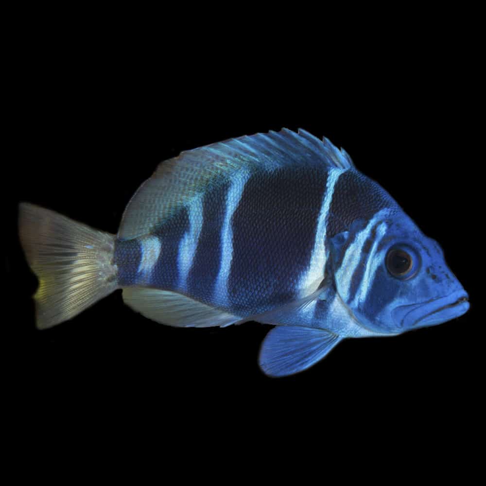 Indigo Hamlet (Hypoplectrus indigo)