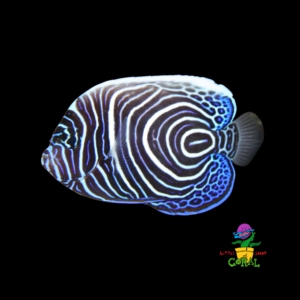 Imperator Angelfish (Pomacanthus imperator)