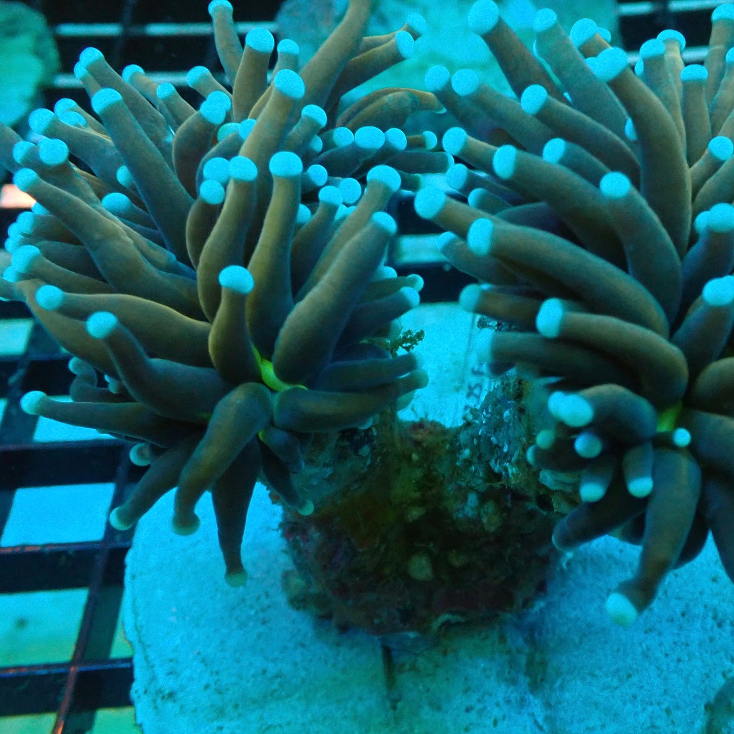 Joker Blue Tipped Torch Coral (Euphyllia glabrescens