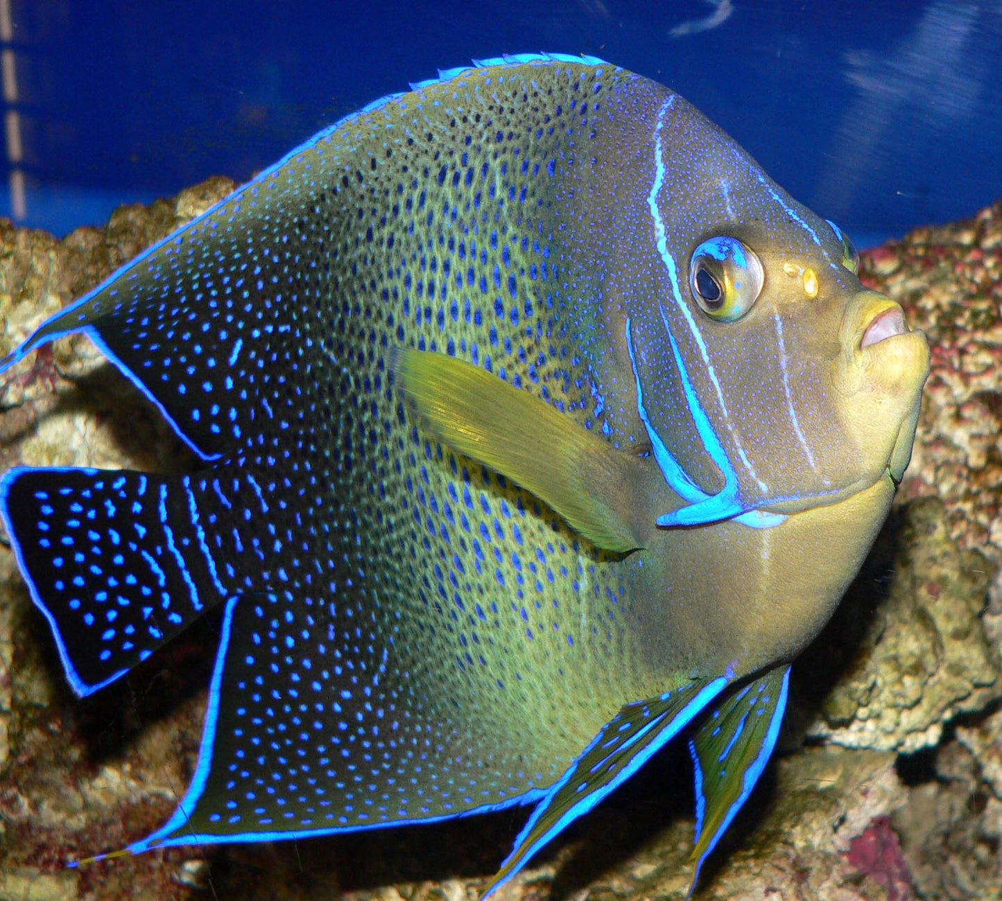 Koran Angelfish (Pomacanthus semicirculatus)