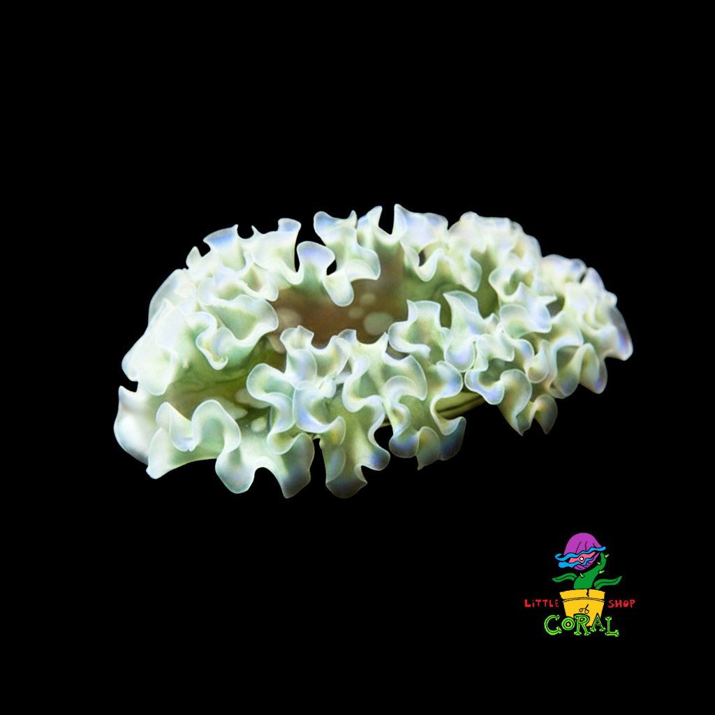 Lettuce Sea Slug (Elysia spp.)