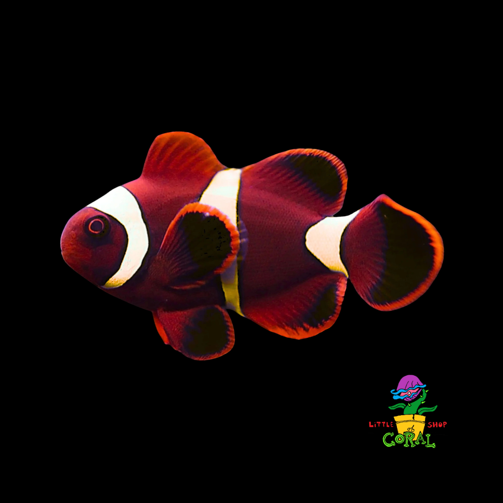 Maroon Clownfish (Premnas biaculeatus)