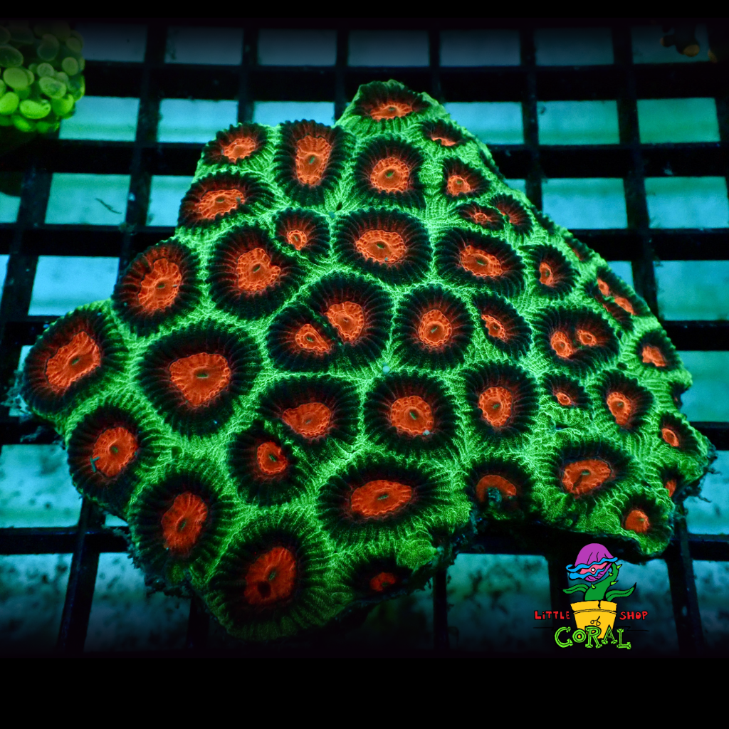 Mixed Ultra Favia (Favia speciosa) (A47)